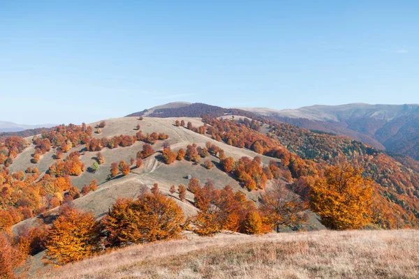 Γραφικά βουνά φθινόπωρο με κόκκινο δάσος οξιάς — Φωτογραφία Αρχείου