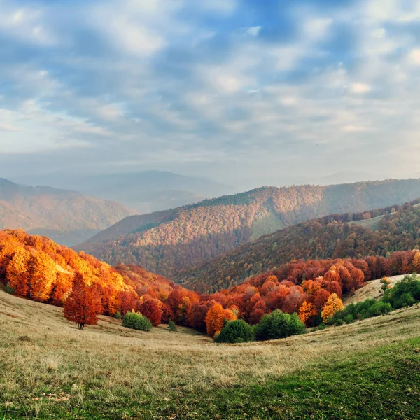 Kızıl kayın ormanlı resimli sonbahar dağları — Stok fotoğraf