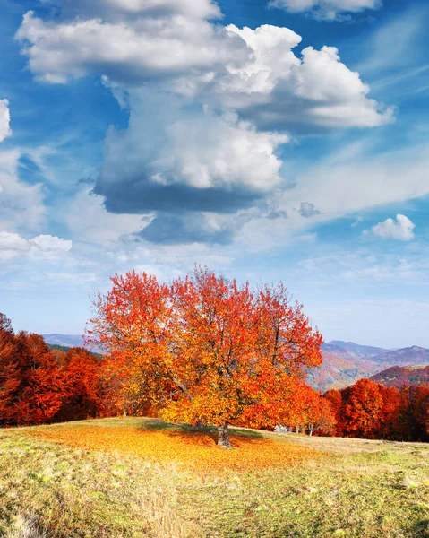 Malownicze jesienne góry z czerwonym lasem bukowym — Zdjęcie stockowe