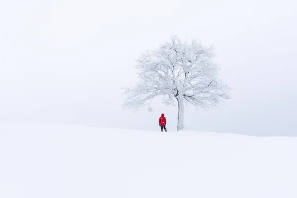 Paisagem incrível com uma árvore nevada solitária — Fotografia de Stock