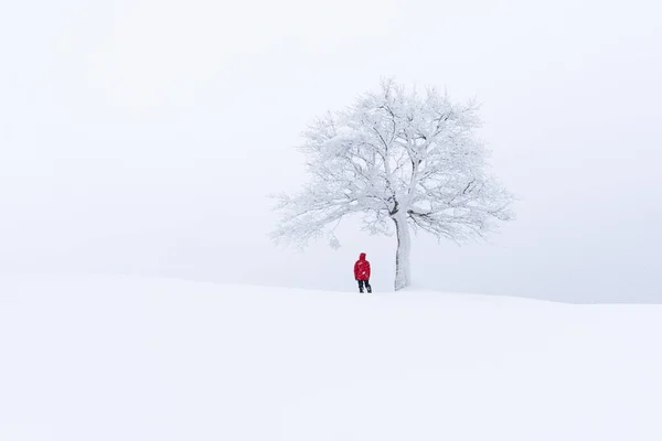 Erstaunliche Landschaft mit einem einsamen schneebedeckten Baum — Stockfoto