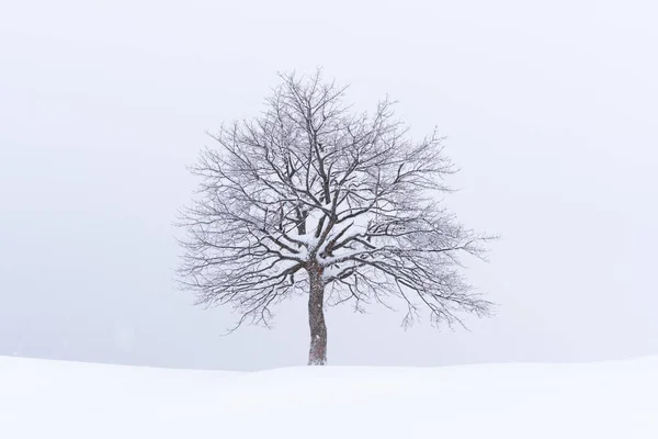 Minimalistische Landschaft mit einem einsamen nackten schneebedeckten Baum — Stockfoto