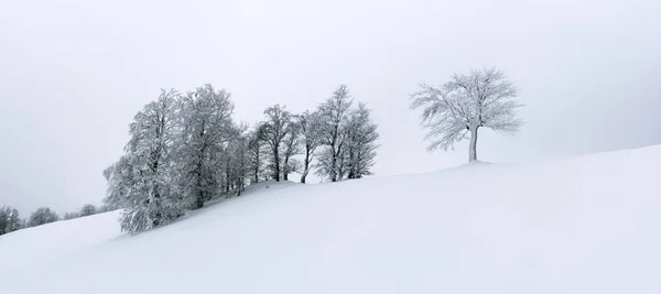 Minimalistiskt landskap med ett ensamt naket snöigt träd — Stockfoto