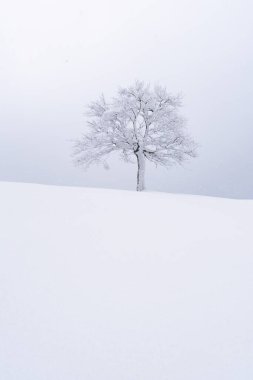 Yalnız ve karlı bir ağacı olan minimalist bir manzara.