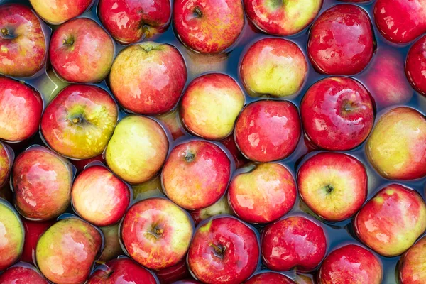 Rote Äpfel aus eigenem Garten im Wasser — Stockfoto