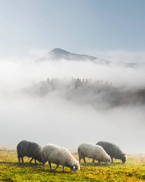 Herd of sheeps in spring mountains — Stock Photo, Image