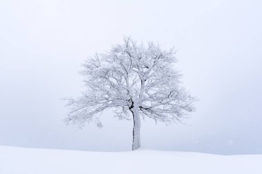Yalnız ve karlı bir ağacı olan minimalist bir manzara.