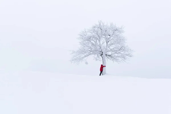 Дивовижний пейзаж з самотньою сніжною ялинкою — стокове фото