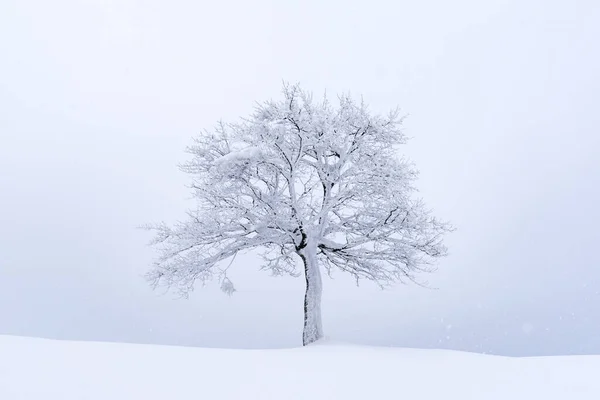 Minimalistische Landschaft mit einem einsamen nackten schneebedeckten Baum — Stockfoto