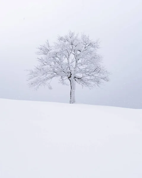 Minimalistic landscape with a lonely naked snowy tree — Stock Photo, Image
