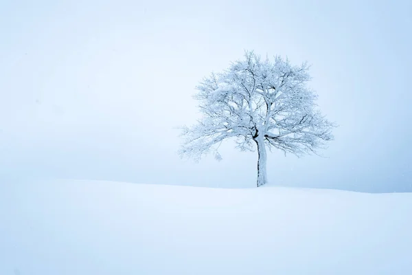 Minimalistische Landschaft mit einem einsamen nackten schneebedeckten Baum — Stockfoto