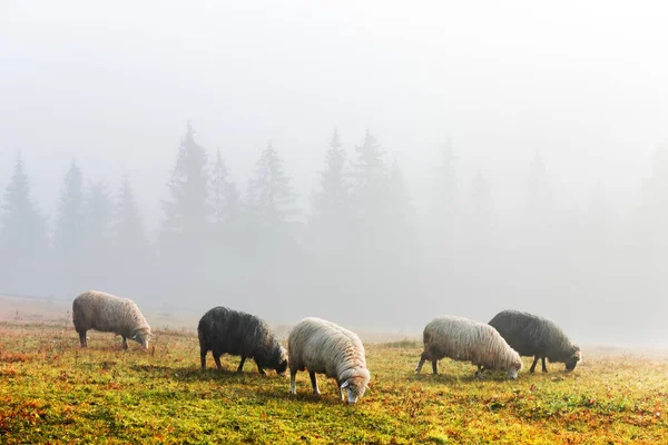 Herd of sheeps in spring mountains — Stock Photo, Image