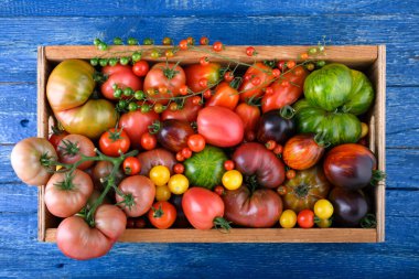 Mavi ahşap masadan kendi bahçesinden toplanmış olgun domateslerle dolu bir köy kutusu. Yemek fotoğrafçılığı
