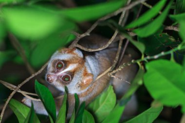 Yavaş Loris maymun ağacı üzerinde 