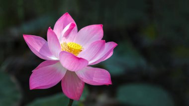 Pembe lotus çiçeği koyu arka planda 