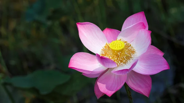 Rosa Lotusblomma Mörk Bakgrund — Stockfoto