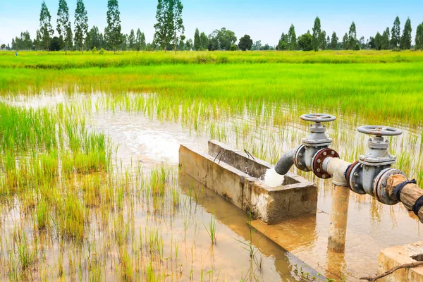 Acqua Che Sgorga Dal Tubo Verso Terreno Coltivato — Foto Stock