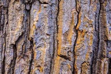 Arkaplan için kabuğun kabartmalı dokusu