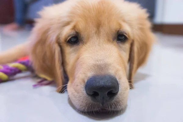 Odada Oynayan Genç Golden Retriever Köpek Dostu Köpek Kapalı Fotoğraf — Stok fotoğraf