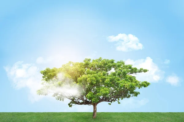 Design Árvore Sozinha Prado Céu Azul Dia Ensolarado Verão — Fotografia de Stock