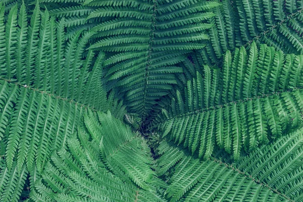 Feuillage de plantes tropicales vertes — Photo