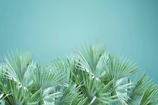 Abstrato palmeira folhas fundo — Fotografia de Stock