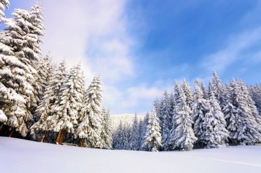 Fantastik kabarık Noel ağaçları içinde belgili tanımlık kar. Uzun boylu ağaçlar, mavi gökyüzü ve rüzgârla oluşan kar yığını ile kartpostal. Kış manzarası güneşli bir gün. Dağ manzaraları. 
