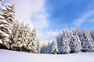 Fantastic fluffy Christmas trees in the snow. Postcard with tall trees, blue sky and snowdrift. Winter scenery in the sunny day. Mountain landscapes.  clipart