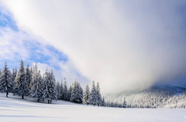 Fantastik kabarık Noel ağaçları içinde belgili tanımlık kar. Uzun boylu ağaçlar, mavi gökyüzü ve rüzgârla oluşan kar yığını ile kartpostal. Kış manzarası güneşli bir gün. Dağ manzaraları. 