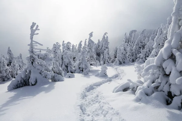 Empolvados Abetos Altos Como Nieve Contemplan Silenciosamente Temerario Que Hace — Foto de Stock