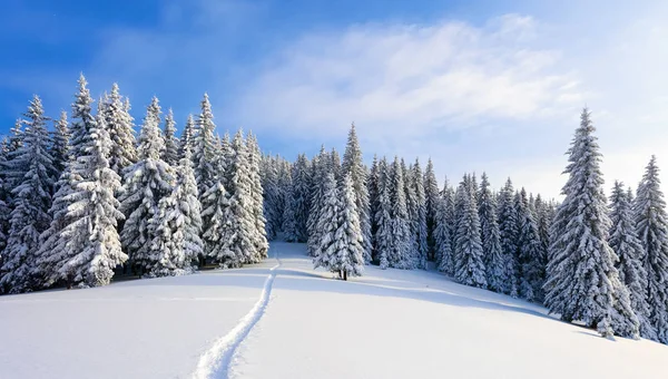 Paesaggio Invernale Con Alberi Sotto Neve Paesaggio Turisti Vacanze Natale — Foto Stock