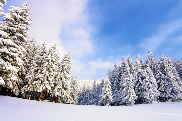 Fantásticos Árboles Navidad Esponjosos Nieve Postal Con Árboles Altos Cielo — Foto de Stock