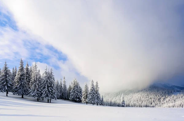 梦幻般蓬松的圣诞树在雪地里 明信片上有高大的树木 蓝天和雪堆 冬日的景色在阳光明媚的日子里 山风景 — 图库照片