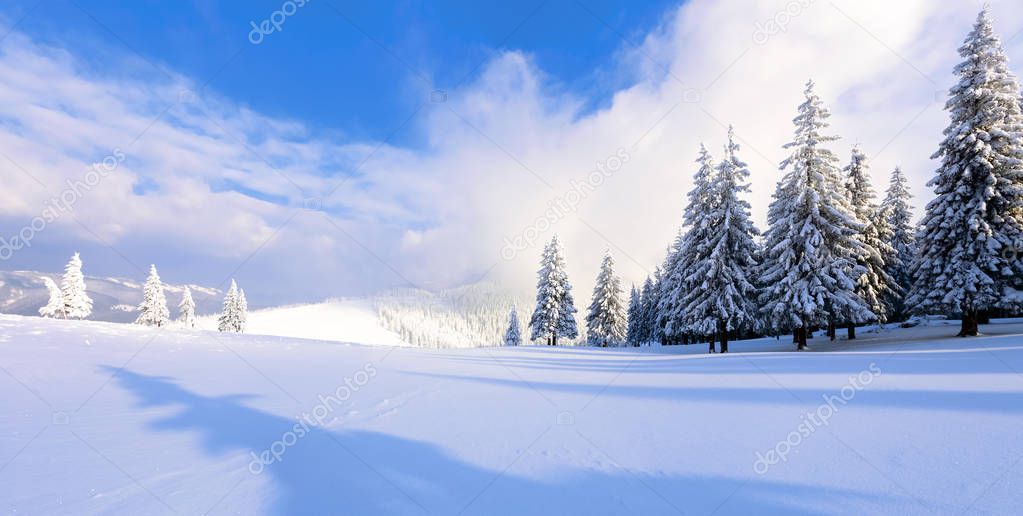 Fantastic winter cold scenery. Shadow and lights play on the white snowdrifts. Christmas trees; fair trees covered with snow in the sunny day.