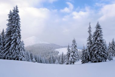 Fantastik kabarık Noel ağaçları içinde belgili tanımlık kar. Uzun boylu ağaçlar, mavi gökyüzü ve rüzgârla oluşan kar yığını ile kartpostal. Kış manzarası güneşli bir gün. Dağ manzaraları. 