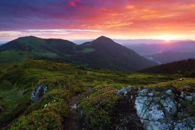 Güneş ışınlarının çiçek ile çim üzerinde kalmaktadır. Yüksek sonsuz dağlar, gökyüzü bulutlar ve günbatımı ile güzel bir manzara. Dinlenmek için bir yer. Park. Karpatlar, Ukrayna Europe.