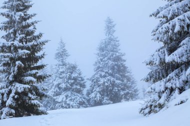 Beyaz karla kaplı'nın bahçesinde güzel kış günde yoğun orman yol çiğnenmiş bir yol var. Sisli bir sabah büyük kabarık köknar ağaçları. Kış dokulu arka plan.