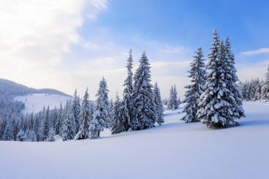 Fantastik kabarık Noel ağaçları içinde belgili tanımlık kar. Uzun boylu ağaçlar, mavi gökyüzü ve rüzgârla oluşan kar yığını ile kartpostal. Kış manzarası güneşli bir gün. Dağ manzaraları. 