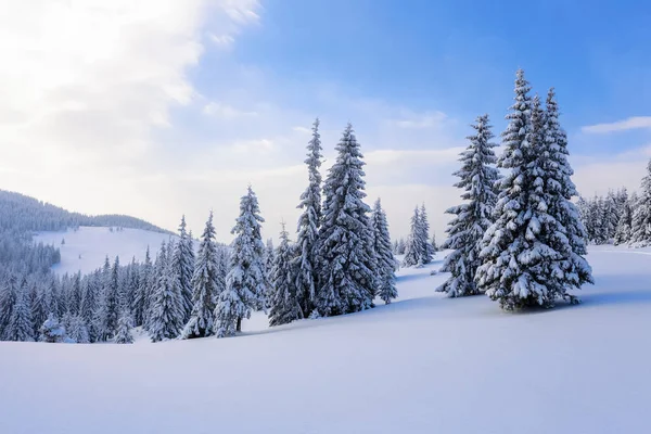 Fantastik kabarık Noel ağaçları içinde belgili tanımlık kar. Uzun boylu ağaçlar, mavi gökyüzü ve rüzgârla oluşan kar yığını ile kartpostal. Kış manzarası güneşli bir gün. Dağ manzaraları. 
