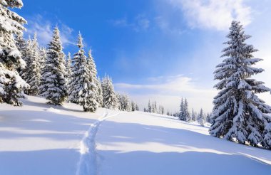 Beyaz karla kaplı'nın bahçesinde güzel kış günde yoğun orman yol çiğnenmiş bir yol olduğunu.  