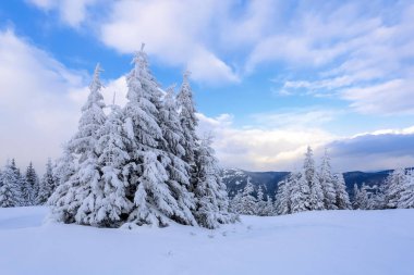 Güzel soğuk bir gün dağlar arasında büyülü ağaçlar idyllicl manzara karşı beyaz kabarık kar ile kaplı bulunmaktadır. Turistik macera zamanı. Geniş iz görkemli kış ormanı na gidiyor.