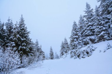 Sisli bir sabah ve yeşil Noel ağaçlar karla kaplı dağlarında. Güzel kış arka plan. Rüya gibi firs büyülü ormanın içinde. Kış dokulu arka plan.