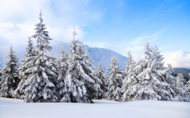 Mountains in a foggy morning and snow-covered green Christmas trees. Beautiful winter background. Beautiful Christmas morning in the mountain. clipart