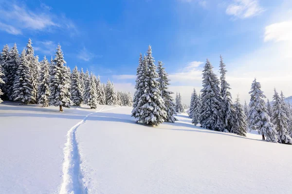 Césped Cubierto Nieve Blanca Hay Camino Pisoteado Que Conduce Denso — Foto de Stock