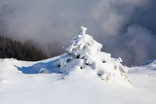 覆盖着威比雪的小蓬松的冷杉树 云杉树站立在雪扫山草甸在灰色冬天天空之下 美丽的冬天背景 — 图库照片