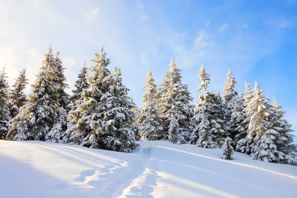 Spruce Trees Stand Snow Swept Mountain Meadow Blue Winter Sky — Stock Photo, Image