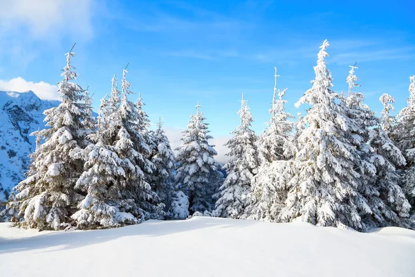 Mountains in a foggy morning and snow-covered green Christmas trees. Beautiful winter background. Beautiful Christmas morning in the mountain.