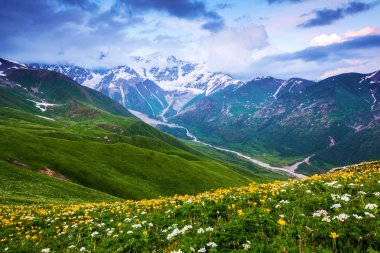 Büyük yeşil çim kapalı sarı ve beyaz çiçekli ve her yerde stand yüksek dağlarda kar ve güzel gökyüzü bir yaz gününde. Üst Svaneti, Georgia, Avrupa. Mutlu yaşam tarzı. 