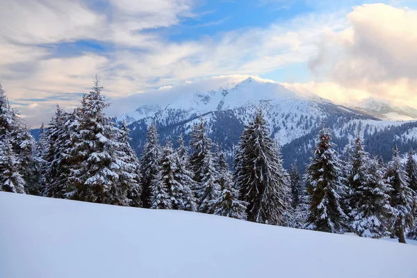 Montanhas Uma Manhã Nebulosa Árvores Natal Verdes Cobertas Neve Belo — Fotografia de Stock