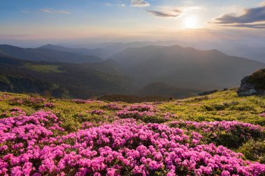 Yeşil vadi yüksek dağlarda yaz gün ile çok güzel pembe orman gülleri sanki. Güneşin ışınları ile ufuk yanar.